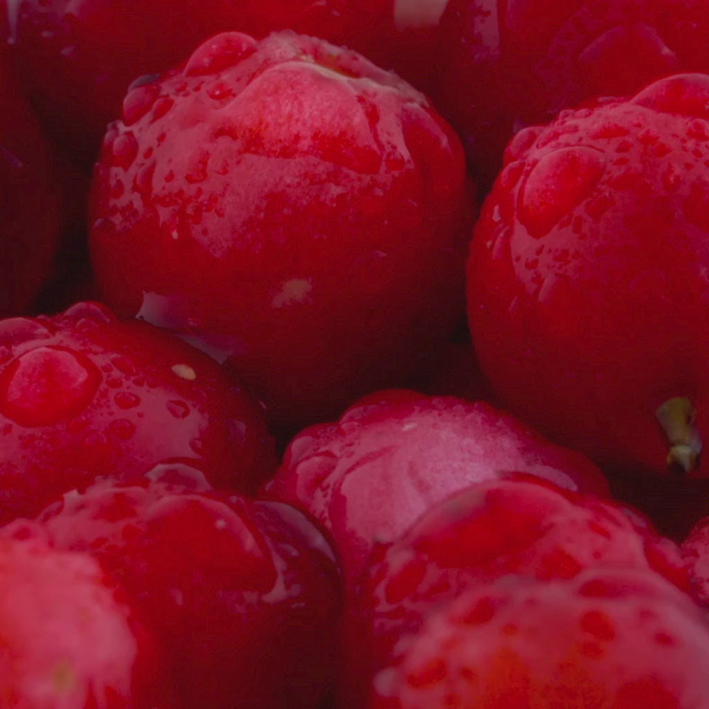 Closeup of Lingonberries