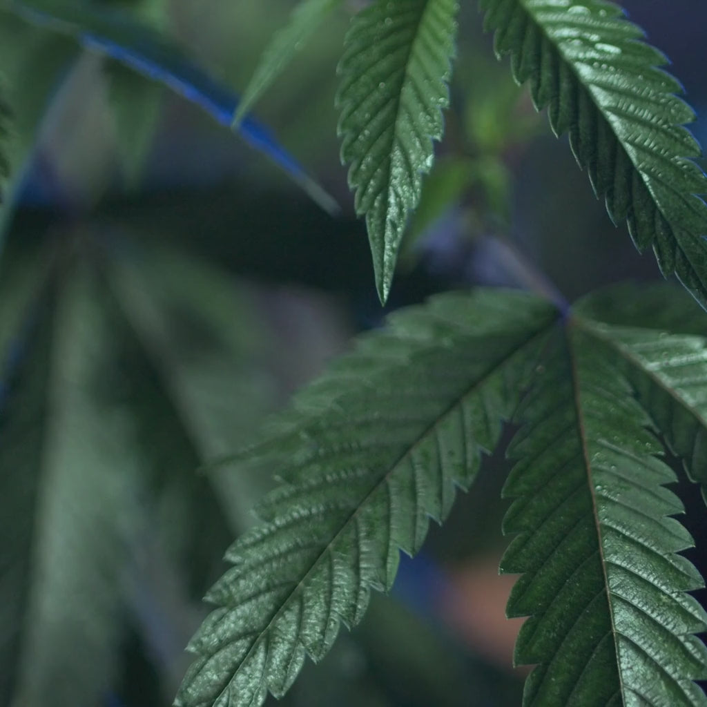 Up-close cbd plant