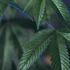 Up-close cbd plant